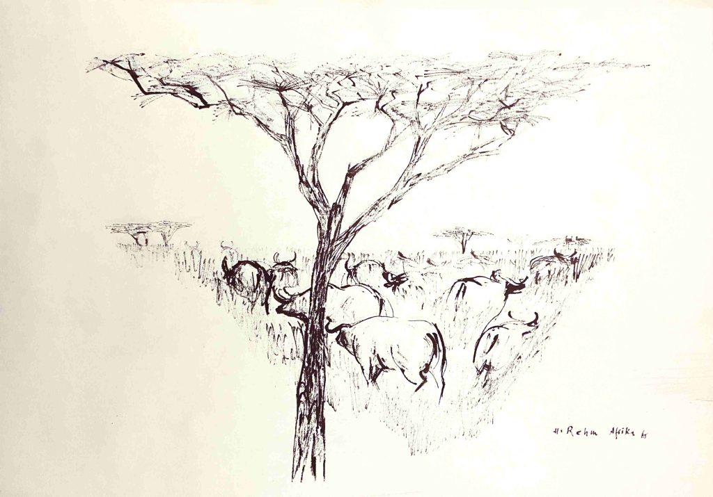 Wasserbüffel in der Savanne von Afrika, Federzeichnung von Helmut Rehma aus dem Jahr 1965