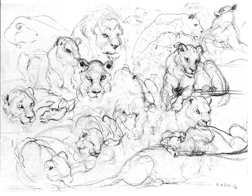 Löwen Studie, Kreide auf Papier